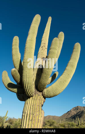 In Arizona. Un vecchio cactus Saguaro, Carnegiea gigantea, germogliato di molte armi che per raggiungere il cielo tutto attorno al tronco principale. Foto Stock