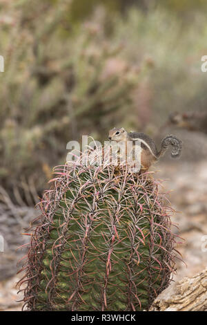 Un Harris' antilope scoiattolo (Ammospermophilus harrisii), si arrampica la sommità di una canna cactus alla ricerca di cibo, Arizona. Foto Stock