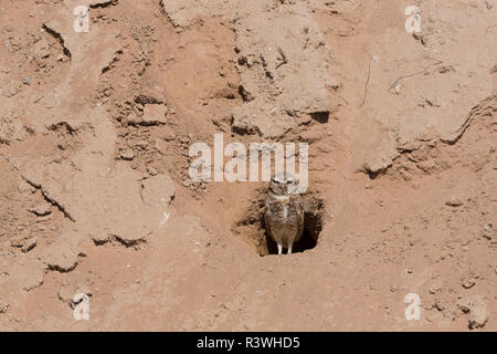 Scavando Civetta (Athene cunicularia hypugaea), sorge nell'apertura del burrow in Arizona. Foto Stock