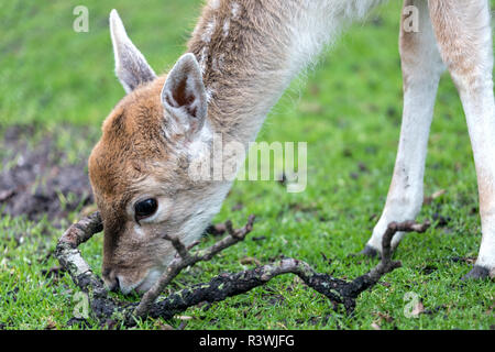 Il pascolo daini capretta Foto Stock