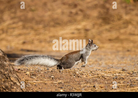 Stati Uniti d'America, Arizona, Williams. Scoiattolo Kaibab (aberti kaibabensis) Foto Stock