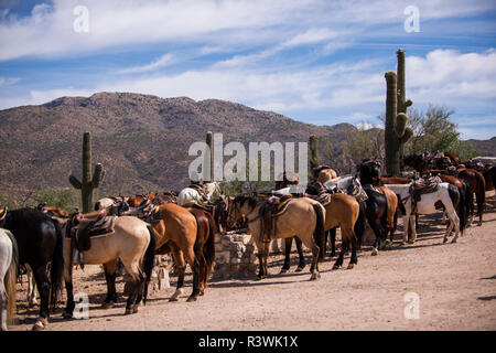 Stati Uniti d'America, Arizona, Tucson, Tanque Verde Ranch, Cavalli Foto Stock