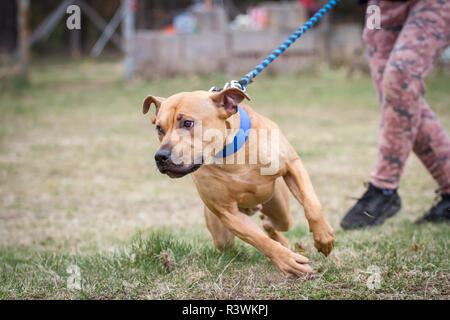 Fawn l'American Pit Bull Terrier tira al guinzaglio Foto Stock