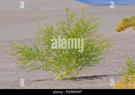 Stati Uniti d'America, Nevada, Beatty. Amargosa dune, cespugli di creosoto Foto Stock