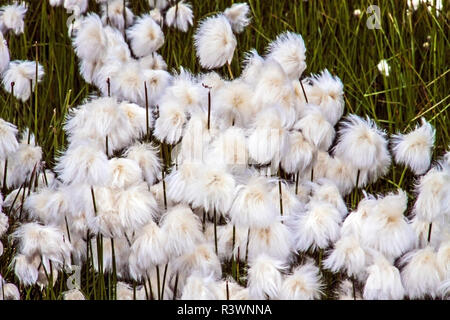 La Groenlandia, Sisimiut. Cottongrass (Eriophorum angustifolium) nel Hundefjord Foto Stock