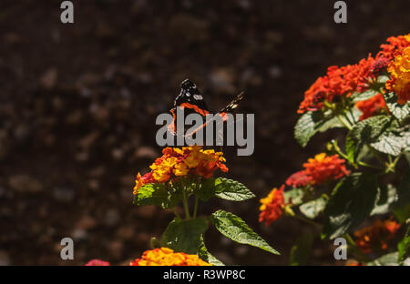 Una farfalla monarca in appoggio su di un fiore di lantana. Foto Stock