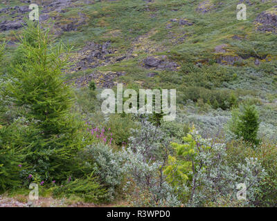 Piantate foresta, parte di una piantagione sperimentale nel Quinnqua Valley vicino a Narsarsuaq. Groenlandia meridionale, Danimarca Foto Stock