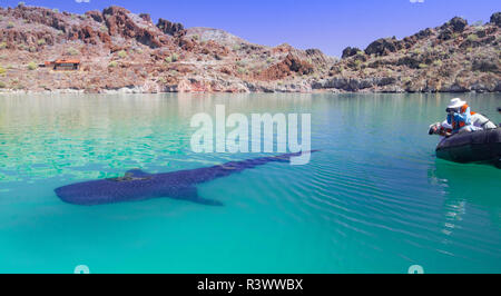 Penisola Baja, Mare di Cortez, Golfo di California. Turisti in un Zodiac guardando un squalo balena. Foto Stock