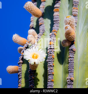 Isla San Esteban, Baja, Isla Santa Catalina, Golfo di California, Messico. Close-up di Cardon Cactus con fiore. Foto Stock