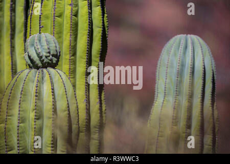 Baja, Isla Santa Catalina, Golfo di California, Messico. Close-up di Cardon Cactus. Foto Stock