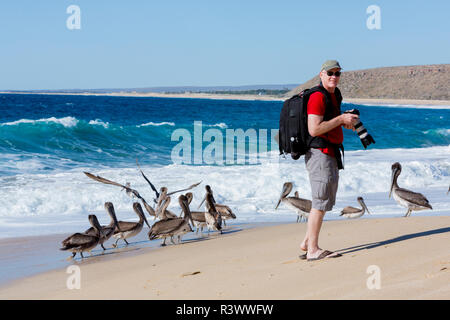 Messico, Baja California Sur, Todos Santos, Cerritos Beach. Fotografo con pellicani marroni, Pelecanus occidentalis. (MR) Foto Stock