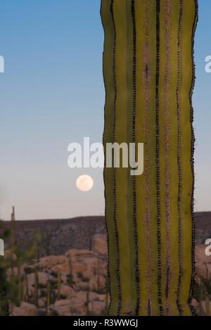 Baja California, Messico. Dettaglio delle spine del Cordon Cactus (Pachycereus Pringlei) con la luna piena vicino a Catavina Foto Stock