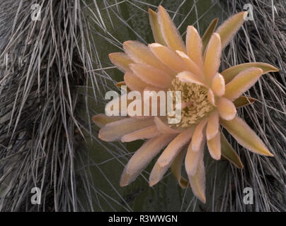 Baja California, Messico. Bloom dettaglio su un uomo Senita-Old Cactus (Lophocereus schottii), dettaglio Foto Stock