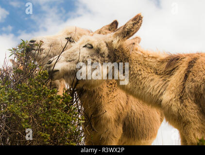 Regione di Cusco, Perù. Una coppia di fuzzy Poitou asini roditura su una boccola. Foto Stock