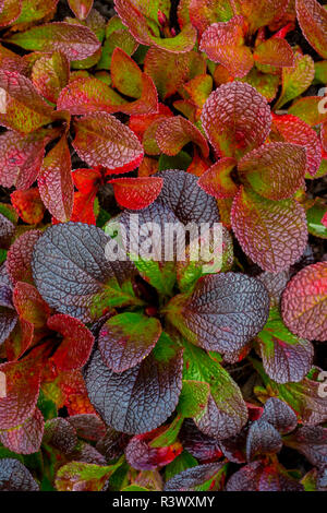 Stati Uniti d'America, in Alaska. Alpine uva ursina foglie di close-up. Foto Stock