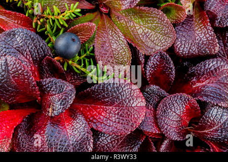 Stati Uniti d'America, in Alaska. Close-up di alpine uva ursina e piante crowberry. Foto Stock