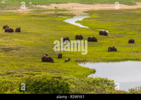 Stati Uniti d'America, Alaska, Nome. Musk ox allevamento in campo. Foto Stock