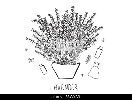 Set di lavanda composizione in stile scarabocchio. Schizzo di fiori di elementi isolati su sfondo bianco. Illustrazione Vettoriale. Illustrazione Vettoriale