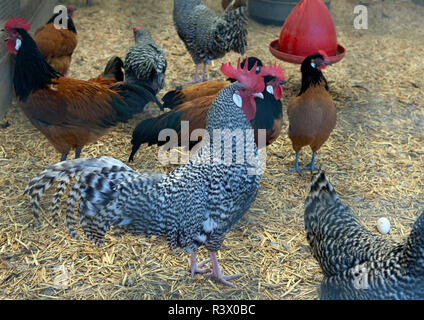 Vorwerkhuhn, Deutscher, Sperber Foto Stock