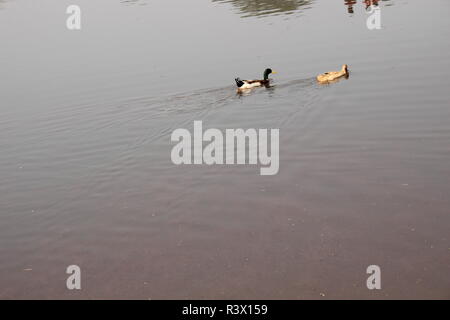 Flussi di acqua e Swan. Foto Stock