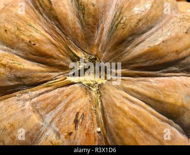 Guardando verso il basso sulla parte superiore di una zucca Foto Stock