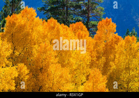 Autunno dorato aspen lungo Rush Creek, Inyo National Forest, Sierra Nevada, in California, Stati Uniti d'America Foto Stock