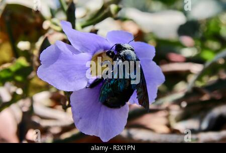Un enorme ape nero in un fiore Foto Stock