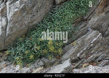 Crithmum maritimum (Rock Samphire) Foto Stock