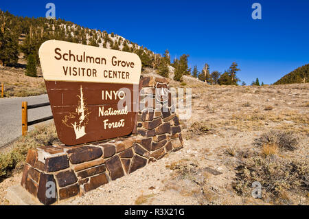 Segno all'Schulman Grove, Bristlecone antica foresta di pini, Inyo National Forest, White Mountains, CALIFORNIA, STATI UNITI D'AMERICA Foto Stock