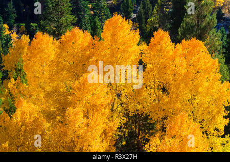 Golden aspen lungo Rush Creek, Inyo National Forest, Sierra Nevada, in California, Stati Uniti d'America Foto Stock