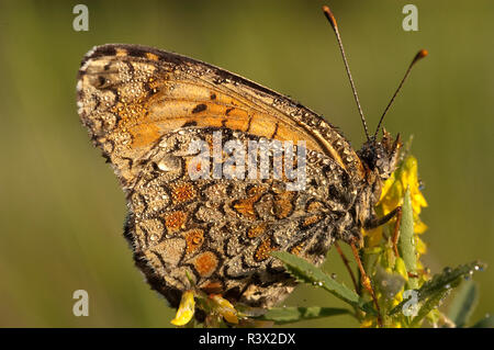 Heath Fritillary, Melitaea athalia appoggiata sull'erba, butterfly Foto Stock