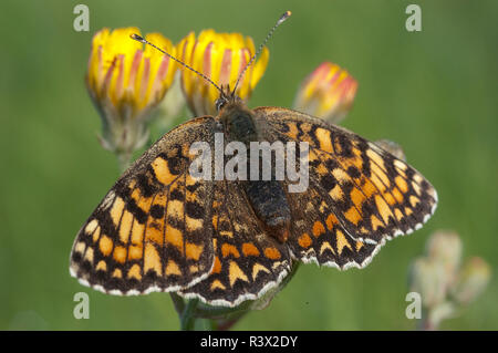 Heath Fritillary, Melitaea athalia appoggiata sull'erba, butterfly Foto Stock