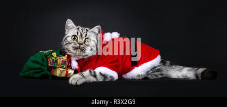 Carino little black silver spotted British Shorthair gattino che stabilisce le vie laterali con sacchetto verde indossando santa suit, guardando la fotocamera con ampia op Foto Stock