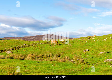 Scottish Outdoor e paesaggio con di Przewalski cavalli selvaggi di pascoli e di mangiare erba, Highland Wildlife Safari Park, Scozia Foto Stock