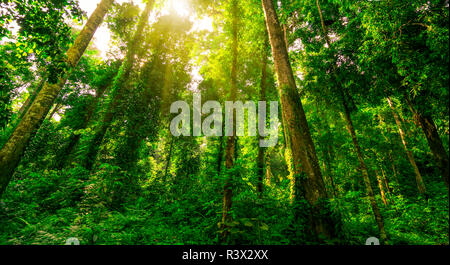 Vista dal basso della struttura ad albero verde nella foresta tropicale con il sole splendente. Vista dal basso sullo sfondo di un albero con foglie verdi e della luce del sole nel giorno. Altezza albero mi Foto Stock