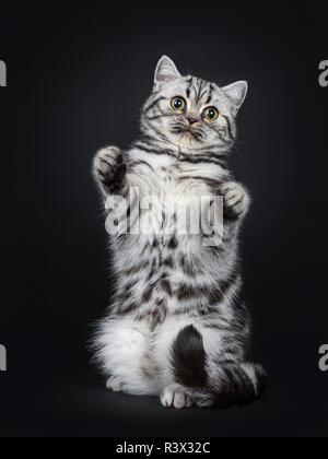 Carino little black silver spotted British Shorthair gattino in piedi sulle zampe posteriori come meerkat, cercando giocoso in telecamera con occhi spalancati. Isol. Foto Stock