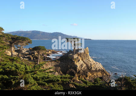 Il Lone Cypress, 17-Mile Drive, spiaggia ghiaiosa, penisola di Monterey, California, Stati Uniti d'America Foto Stock