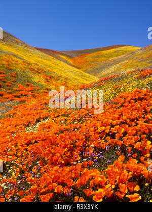 Il gufo di trifoglio, California papaveri, Coreopsis, Antelope Valley, California Foto Stock