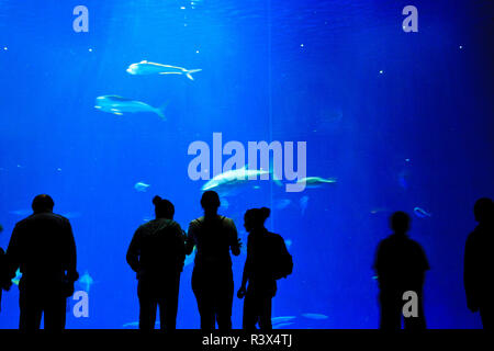 Grande serbatoio di acqua salata, Monterey Bay Aquarium, Monterey, California, Stati Uniti d'America Foto Stock