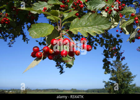 Wild alberi di servizio Foto Stock