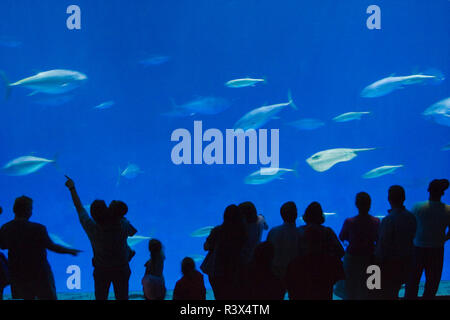 Grande serbatoio di acqua salata, Monterey Bay Aquarium, Monterey, California, Stati Uniti d'America Foto Stock