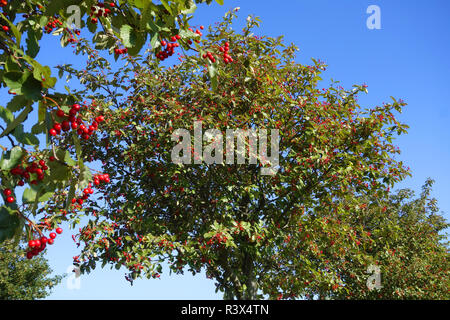 Wild alberi di servizio Foto Stock