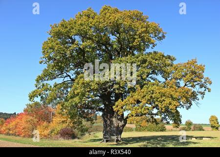 La Corte oak di breuna (in autunno Foto Stock