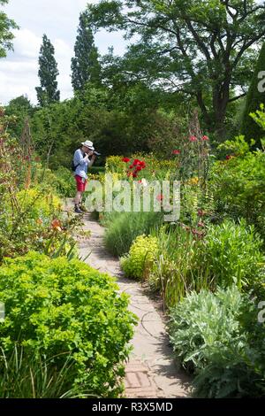 L'uomo con il cappello di fotografare papaveri rossi in colorate British castle garden nel Sussex, Inghilterra Foto Stock