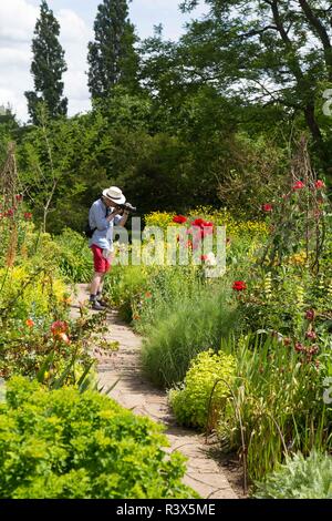 L'uomo con il cappello di fotografare papaveri rossi in colorate British castle garden nel Sussex, Inghilterra Foto Stock