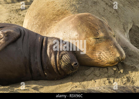 Stati Uniti, California, PIEDRAS BLANCAS. Northern guarnizione di elefante madre e pup. Foto Stock