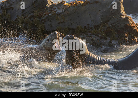 Stati Uniti, California, PIEDRAS BLANCAS. Giovani guarnizione di elefante i tori di combattimento. Foto Stock