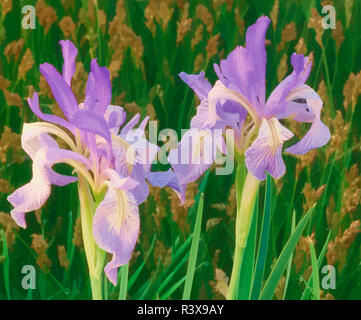 Stati Uniti, California, Owens Valley. Effetto pittorica su iride fiori. Foto Stock