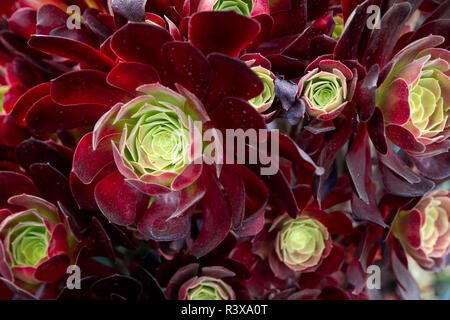 Viola Aeonium cresta in Los Angeles, California, Stati Uniti d'America Foto Stock
