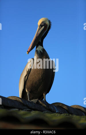 Shelter Island, San Diego, California. Per adulti di corporatura robusta brown pelican sorge sulla sommità di un tetto di tegole Foto Stock